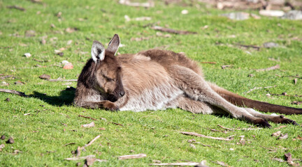 the western grey kangaroos are resting  on grass