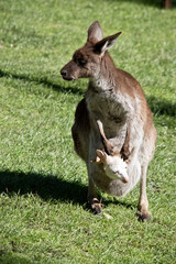 the western grey kangaroo has an albino joey