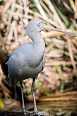 the yellow spoonbill is balanced on a log at the edge of the creek