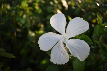 white flowers in the garden
