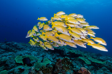 Fototapeta na wymiar School of Yellow tropical fish swim above colourful coral reef in the Pacific Ocean