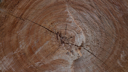 Wooden cut texture , tree ring