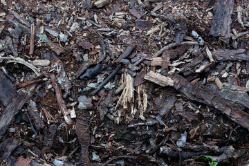 The texture of wood chips in the forest