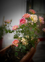 Rosas Enanas, Rosas multicolor, rosas en macetas, rosas cultivadas de manera natural, rosas naturales, rosas cultivadas de manera natural en una maceta en casa.