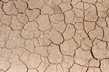Dry and cracked mud.