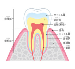 Tooth cross section_Japanese - obrazy, fototapety, plakaty