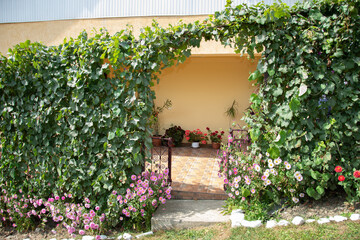 vine and flower bed in Bistrita ,Romania