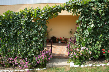 Fototapeta na wymiar vine and flower bed in Bistrita ,Romania