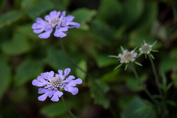 マツムシソウの花
