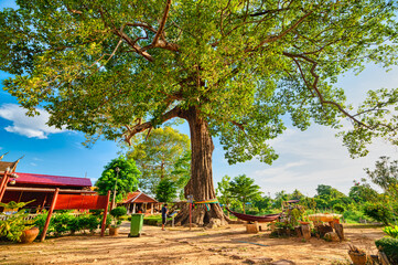 Fototapeta na wymiar Lopburi / Thailand / July 5, 2020 : Wat Yang Na Rang Si, The largest Rubber Tree in Lopburi