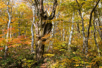 秋の美しい大山の自然（鳥取県）