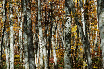 Obraz premium 秋の美しい大山の自然（鳥取県）