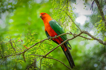 King Parrot Perched