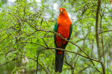 King Parrot 