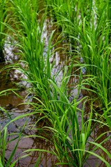 Obraz premium young Thai rice in agriculture farm