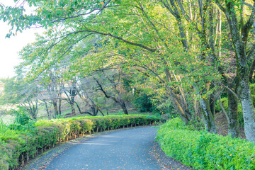 empty path with trees with green leaves in the park early morning in tokyo, japan