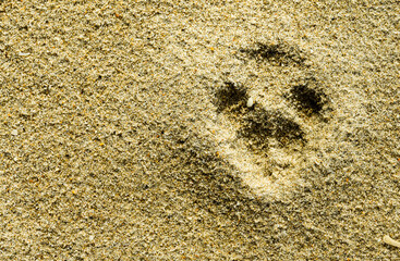 Dog footprint in sand beach