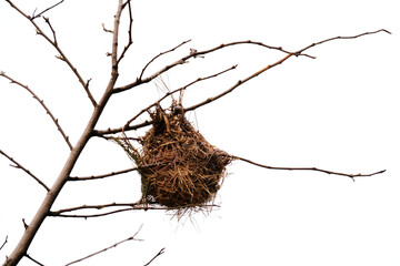Bird nest on top dead tree.