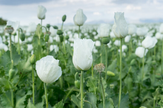 Poppy field and flower and poppy capsule (Papaver Somniferum)