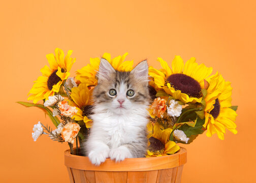 Norwegian Forrest Cat kitten peaking out of an orange basket with sunflowers behind her, looking around. Autumn orange background.