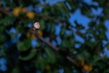 Fototapeta premium The cross spider crawls on the web.