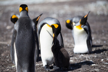 King Penguin (Aptenodytes patagonicus) feeding a chick, Saunders Island.
