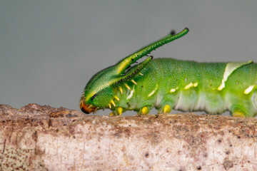 Image of Caterpillar of common nawab butterfly (Polyura athamas) or Dragon-Headed Caterpillar on nature background. Insect. Animal.