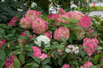 pink hydrangea flowers