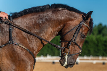 Equestrian Eventing Carolina Horse Park NC State Equine Team