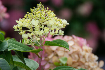 close up of a flower