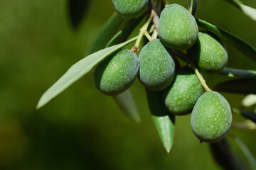 Green olives belong on an olive branch in Sicily in summer and are not yet ripe