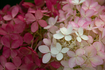 pink hydrangea flowers