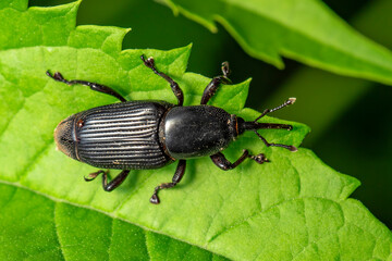 Image of banana root borer beetle (Cosmopolites sordidus) on green leaves on a natural background....