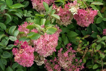 pink hydrangea flowers