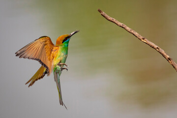 Image of Green Bee-eater bird(Merops orientalis) flying on nature background. Bird. Animals.
