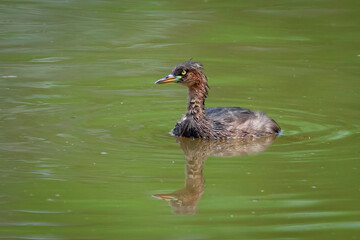 Image of Little Grebe(Tachybaptus ruficollis) with reflection wading on water. Bird. Animals.