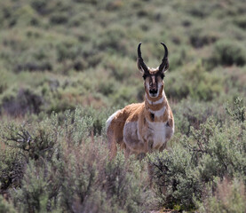 antelope in the wild © Northern Desert 