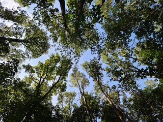 sky and tree , landscape