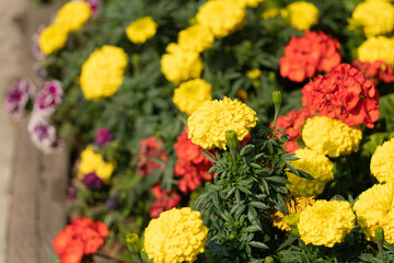 Flowers in Flower pot on street in Calgary