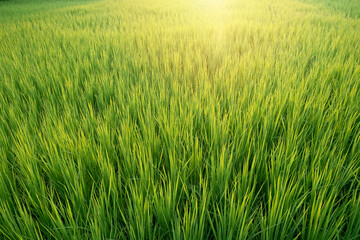 close up paddy rice with sunlight