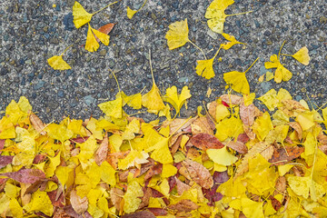 Yellow ginkgo biloba foliage in the garden, colorful leaves natural color background banner for Autumn season, seasonal change, different and transition concept