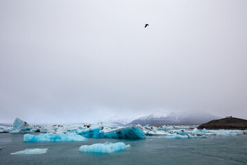 seagull flies above iceberg chunks in jökulsárlón, Iceland