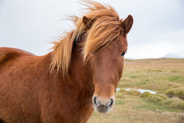 portrait of Icelandic horse in field