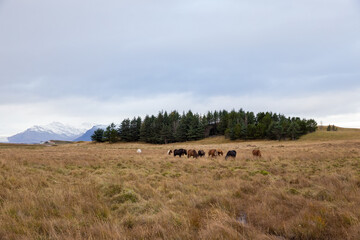 Fototapeta na wymiar Icelandic horses grazing in rainy weather