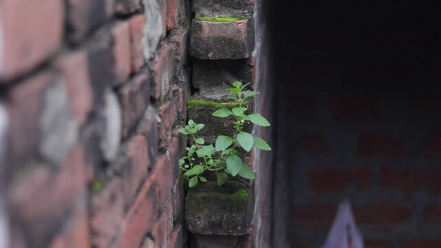 Footage of a small plant moving by wind with selective focus. Small green plant comes from the wall of the house.