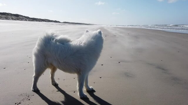 samoyed dog standing on the beach