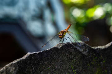 Dragonfly close-up on a stone