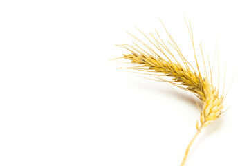 Wheat silhouette. Whole, barley, harvest wheat sprouts. Wheat grain ear or rye spike plant isolated...