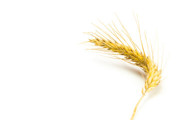 Wheat silhouette. Whole, barley, harvest wheat sprouts. Wheat grain ear or rye spike plant isolated on white background, for cereal bread flour. Flat Lay, copy space.