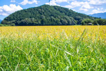 滋賀県米原市の田んぼに実る稲穂